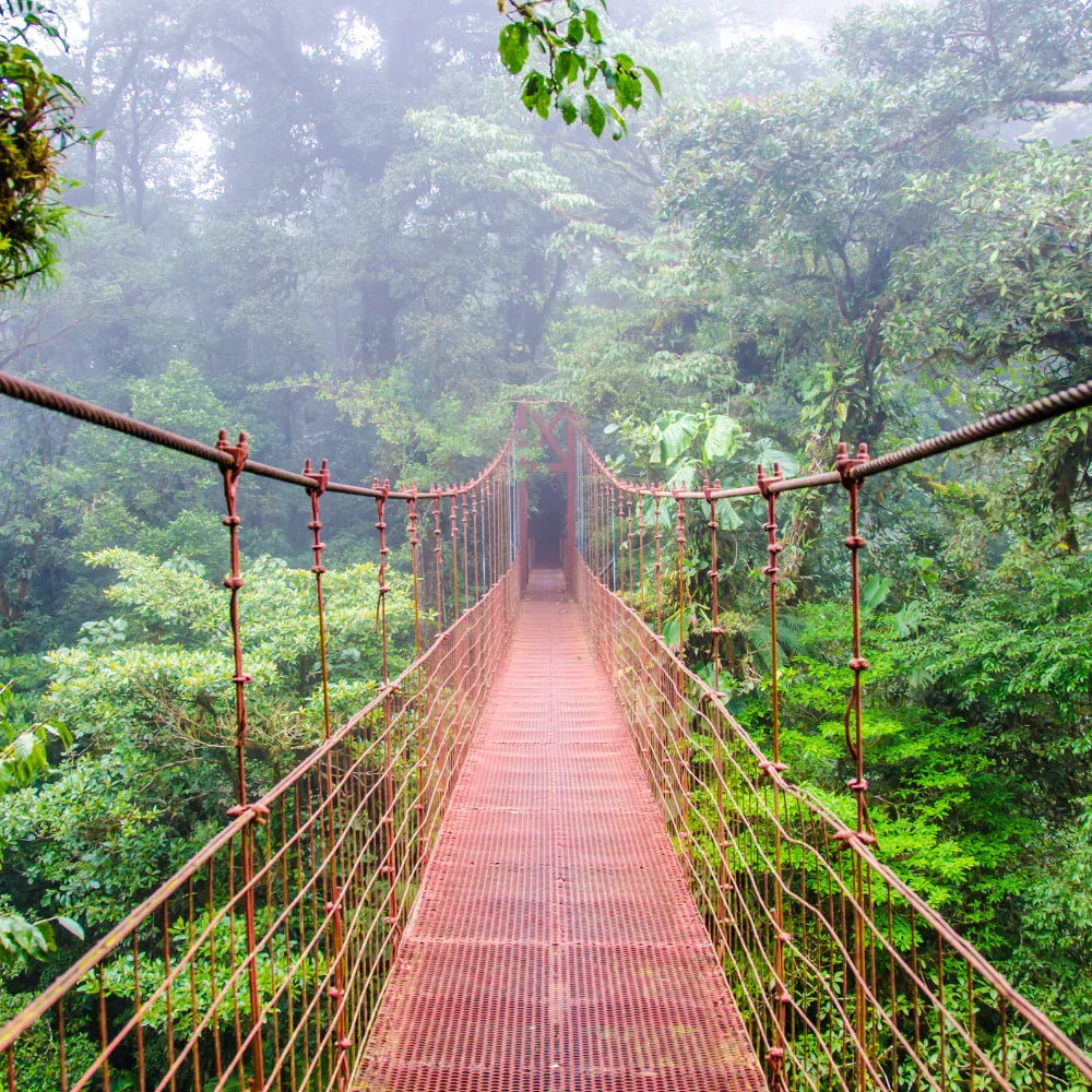 Costa Rica – Perfil Fresco y Afrutado | SCA: 85Pts - Tienda Online Cafés Puerto Rico